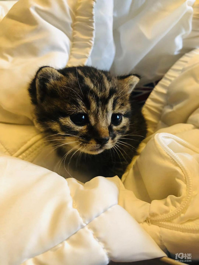 可爱小奶猫找主人,免费领养