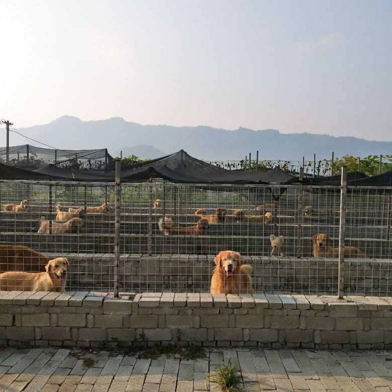 犬舍拥有多条独立跑道可提供犬只活动 室内都是独立的犬笼提供好的