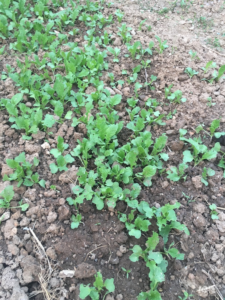 老家的无公害蔬菜