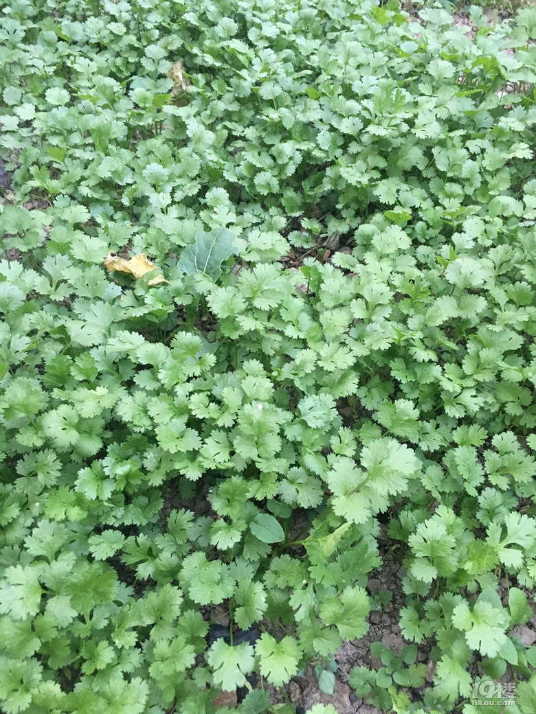 老家的无公害蔬菜