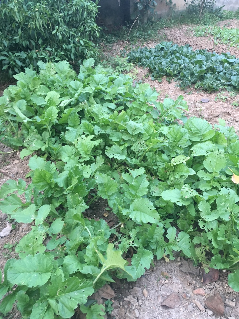 老家的无公害蔬菜