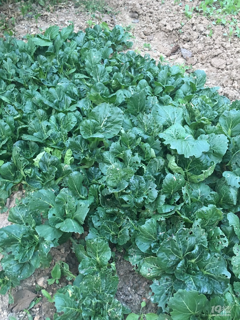 老家的无公害蔬菜