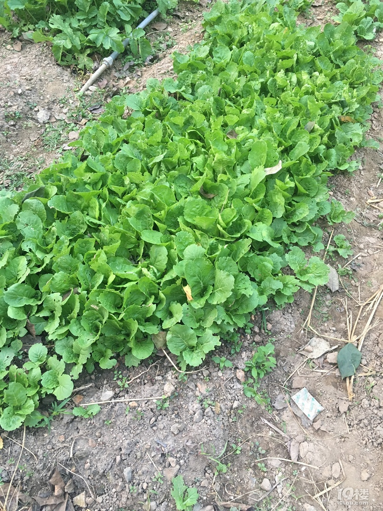 老家的无公害蔬菜
