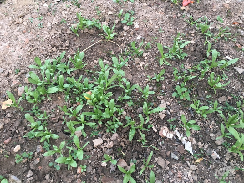 老家的无公害蔬菜