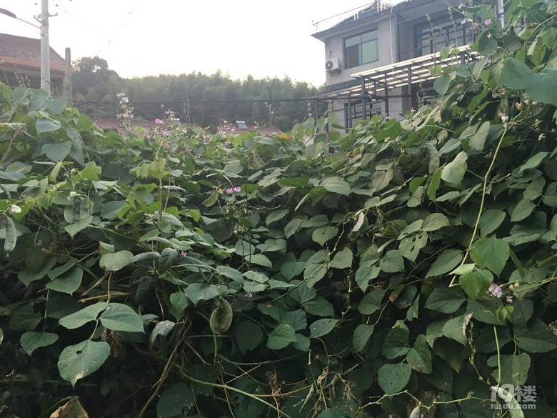 老家的无公害蔬菜