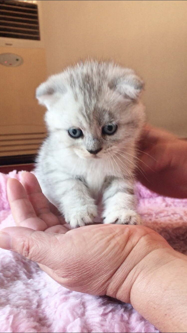 英短折耳宝宝,两个月,找新家哦,杭州可上