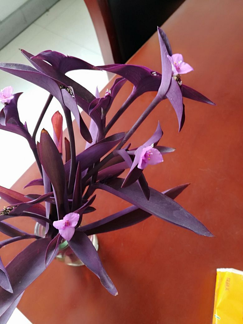 花瓶里的紫竹开花了