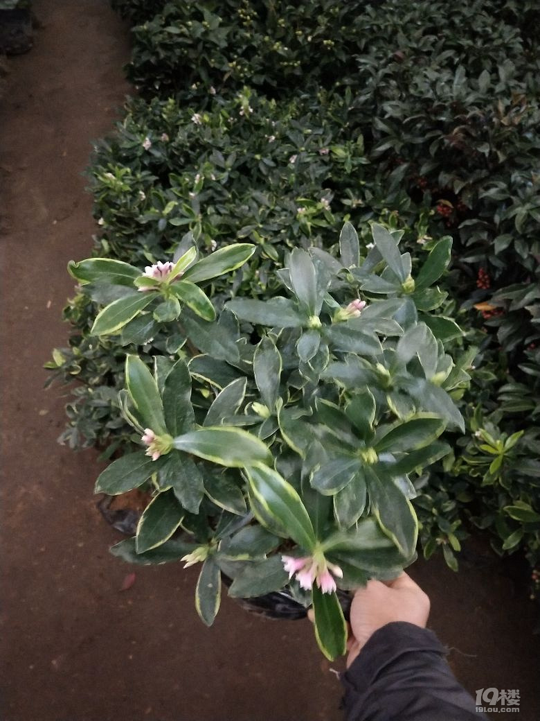 杭州花木市场杭州花木城萧山花木城萧山花木市