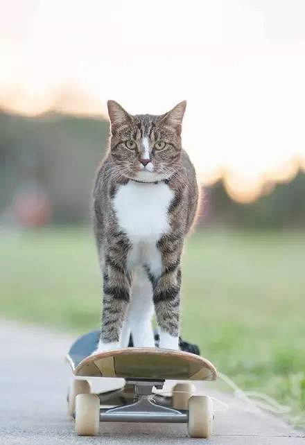 一只特立独行的猫,就是要过不一样的喵生!