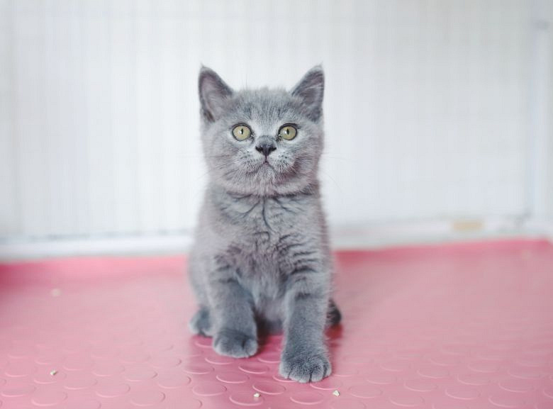 杭州纯蓝英短找领养