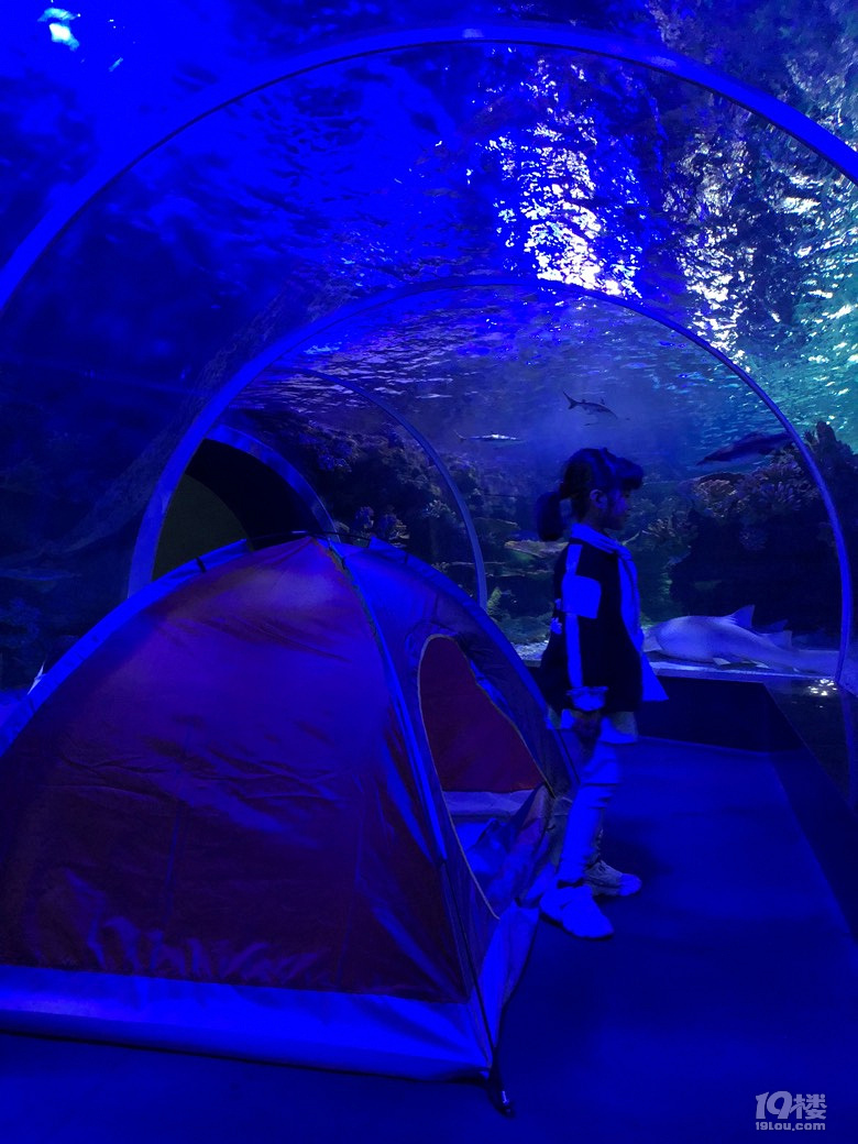 参加东风日产夜宿海洋馆活动，小朋友超兴奋