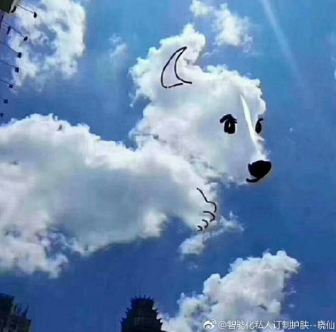 去世的狗狗们都去了哪里?这可能是最好的回答.