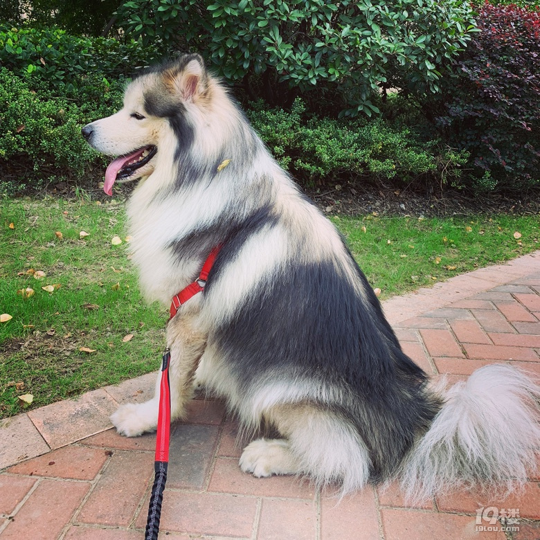 灰色桃脸阿拉斯加寻个女朋友,绝育前留后代