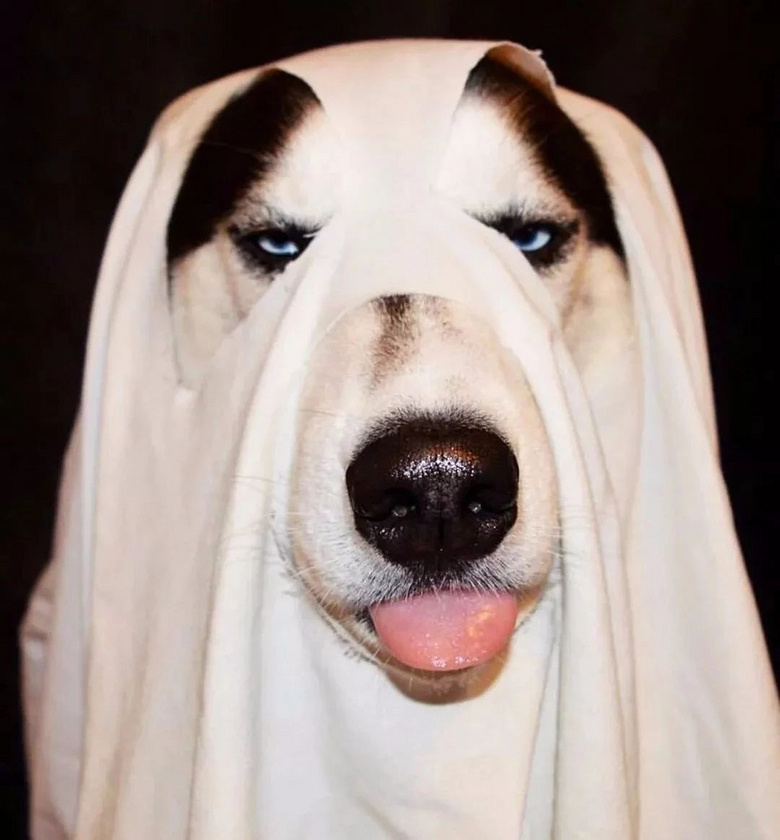 万圣节来临,狗子最炫装扮在这里!