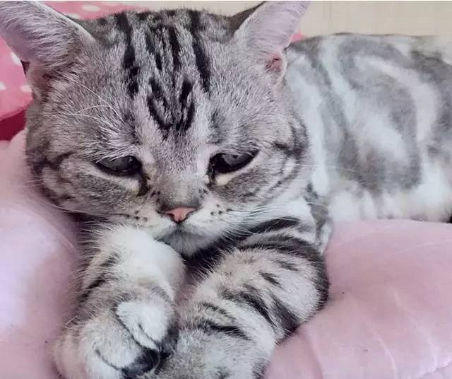 它是全世界最悲伤的猫咪,已融化了7.6万网友!