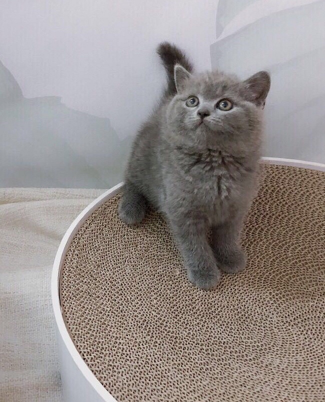杭州超可爱英短蓝猫银渐层找新家