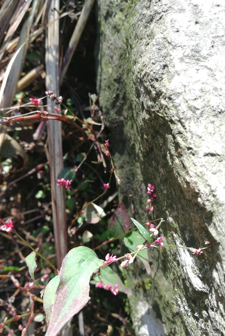 【秋游记】+去吴越古道吧!那私藏了《诗经》的“蒹葭苍苍”处