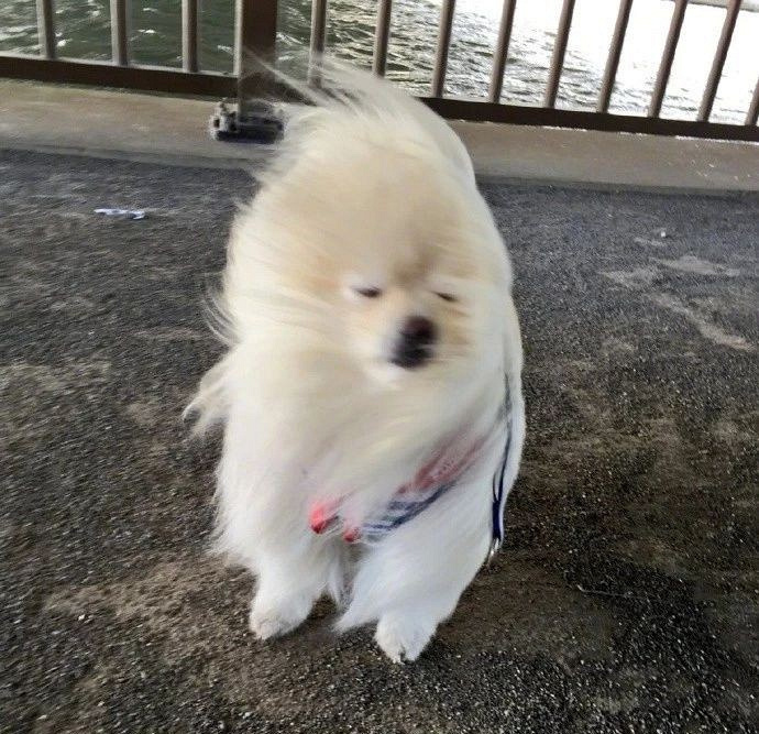 还记得那只被强风吹的一脸懵逼的博美,有人把它做成模型了.