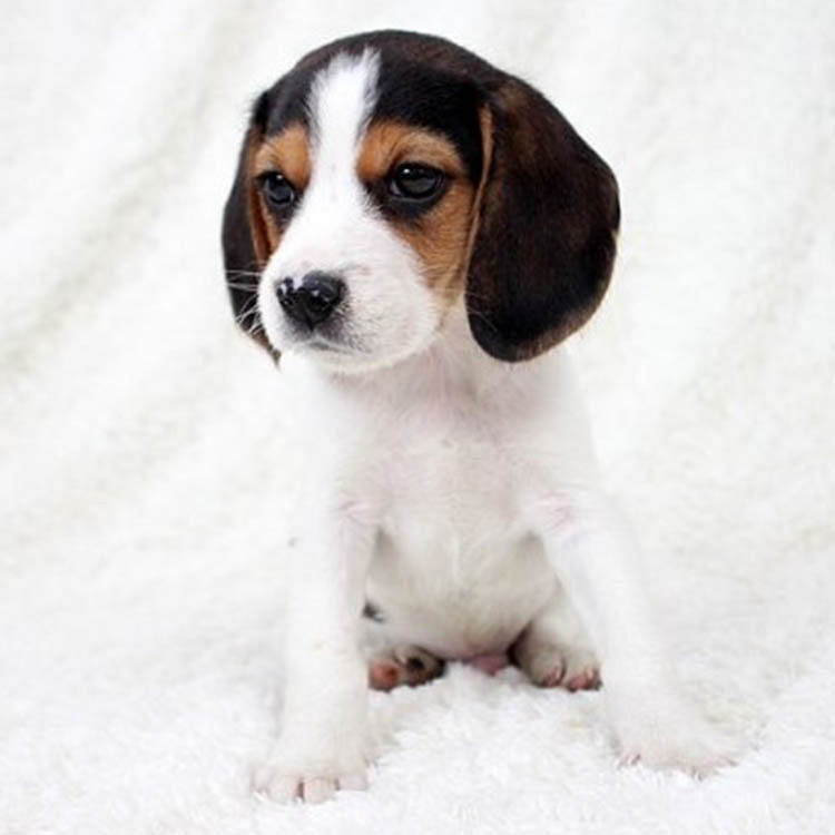 纯种可爱比格犬包健康纯种可签协议有保障可送货