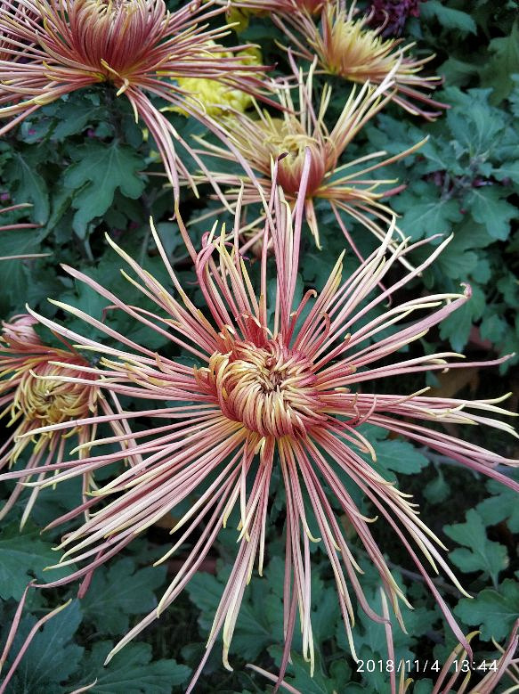 兰有秀兮菊有芳,怀佳人兮不能忘。