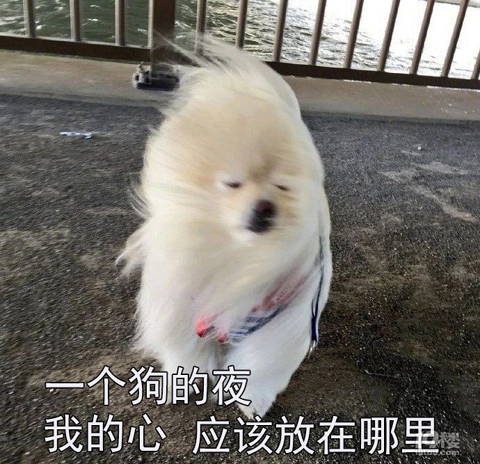 还记得那只被强风吹的一脸懵逼的博美,有人把它做成模型了.