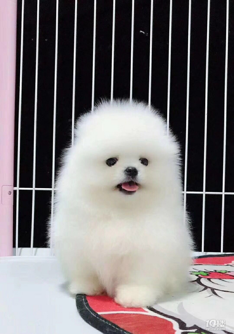 精品哈多利爆毛小博美