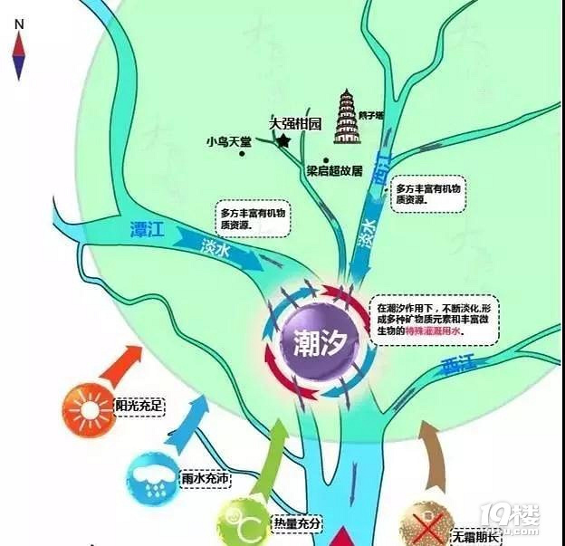 新会陈皮与其他陈皮有什么不同?