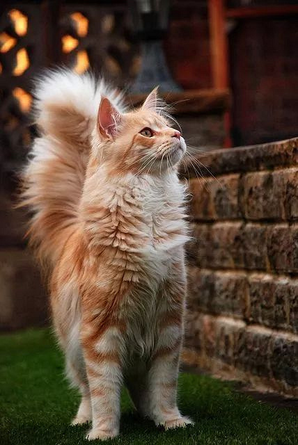 今天就让你见识一下什么是真正的大尾巴猫!