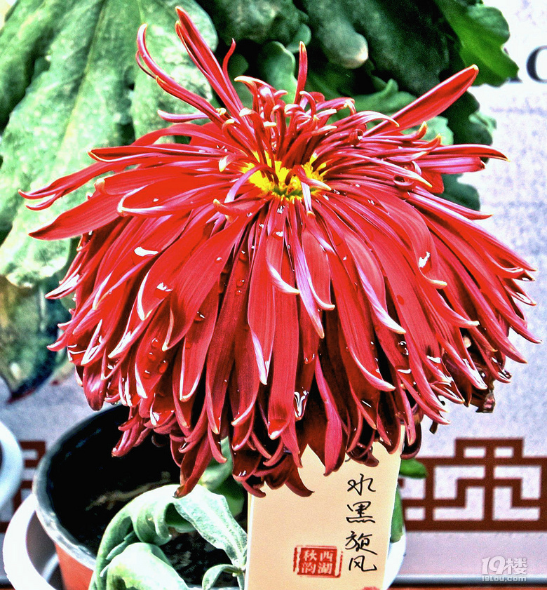 杭州之我色135-第八届中国菊花精品展1