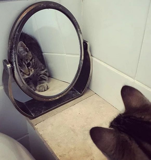 喵星人照镜子的反应,好可爱!