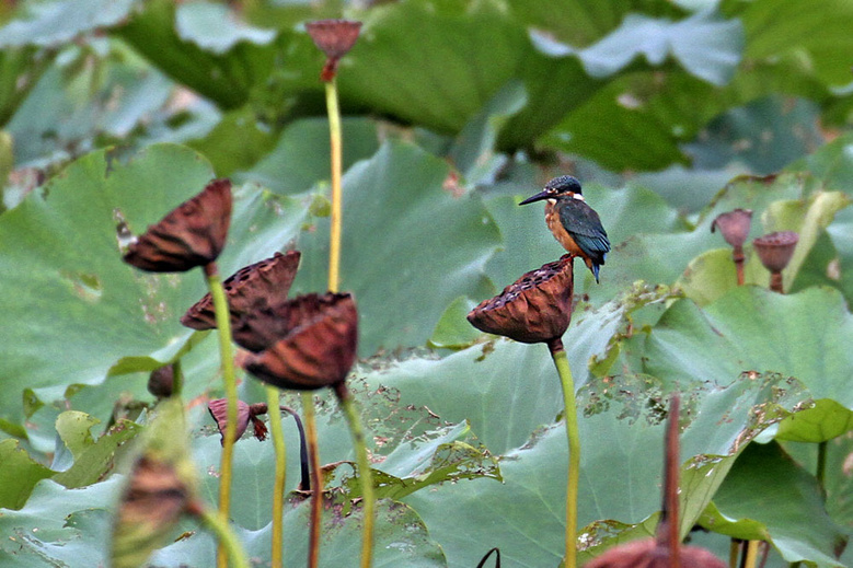 残荷翠鸟英姿分享