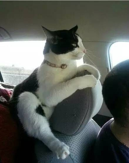 一千只喵星人坐车有一千种表情,笑喷了.