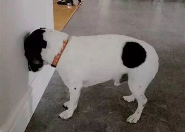 被主人抛弃后,它选择了自杀