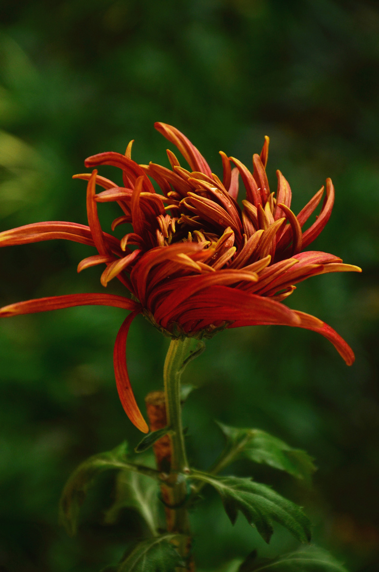 菊花名字并不惊艳,但真的很上镜哦