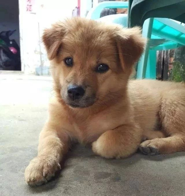 土狗被归属禁养犬,网友:"在中国,竟然不能养中华田园犬?