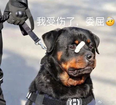 警犬贴了创可贴走红,表情包都出了…网友:这是男子汉的勋章!