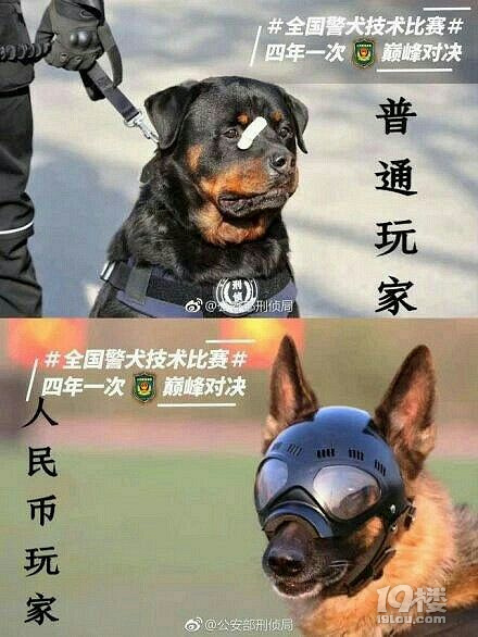 警犬贴了创可贴走红表情包都出了网友