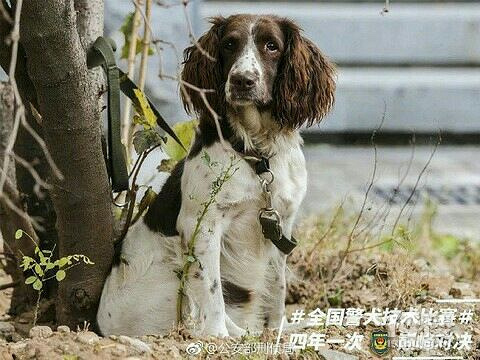 警犬贴了创可贴走红表情包都出了网友
