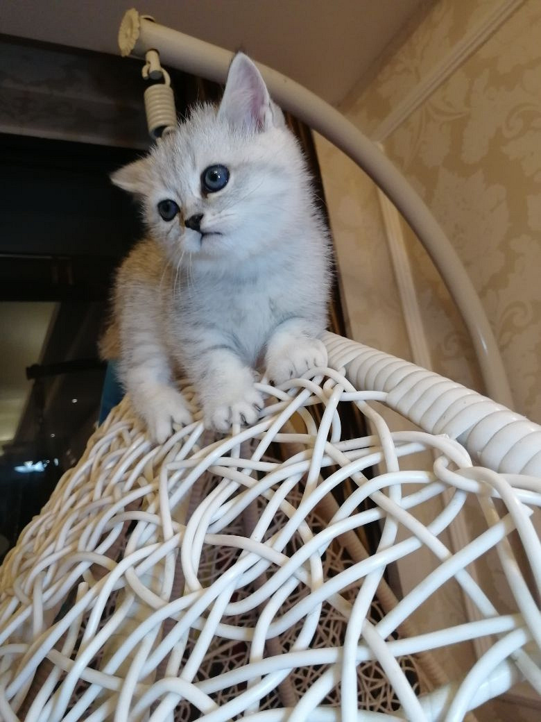 家有一窝渐层找主人