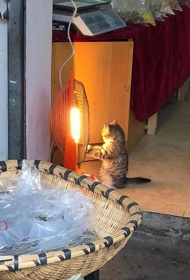 猫咪站在小太阳前烤火,把爪子烤得热热的才开始洗脸