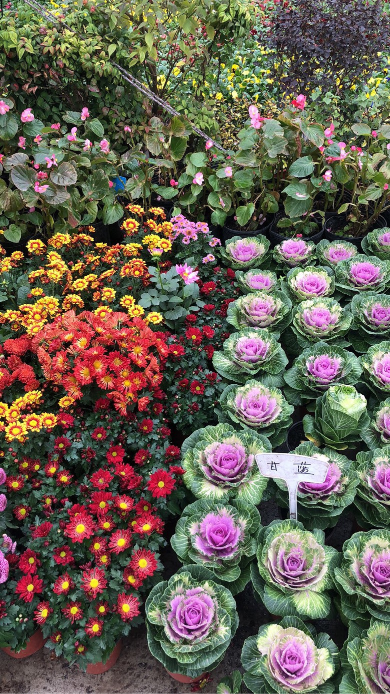 萧山花木城品种也不多
