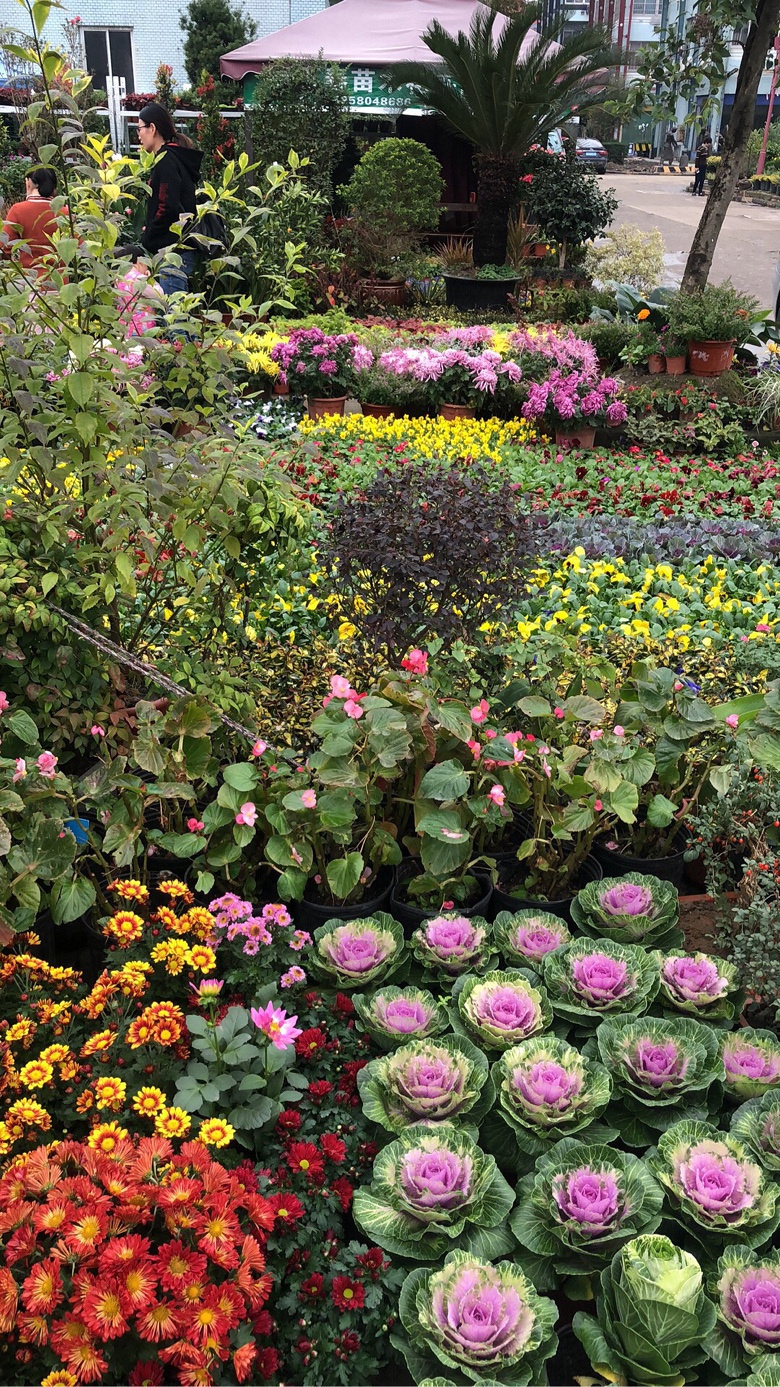 萧山花木城品种也不多-手机随手拍-杭州19楼