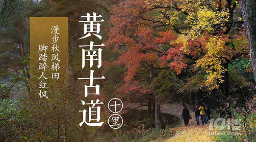 11.25日约伴同行，枫叶正黄，秋意正浓，南黄古道环线徒步