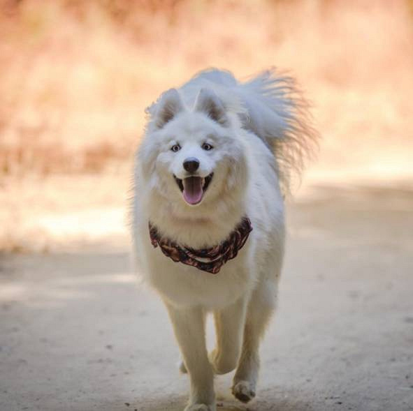 十分罕见的"雪哈",虽然美若天仙,但它的爱好有点儿重口