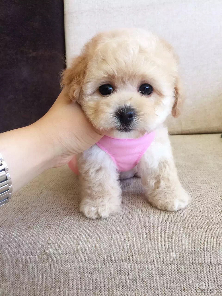 可爱萌宠泰迪犬 茶杯泰迪 泰迪幼犬