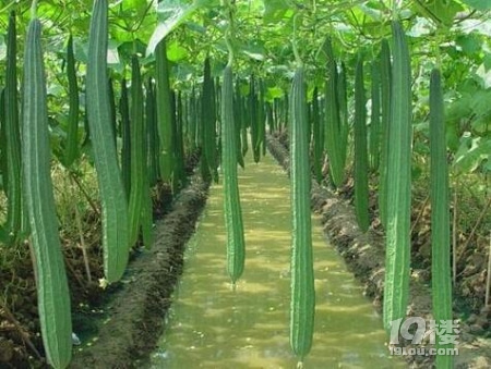 赛鼎保健品与你分享小小丝瓜的众多妙用