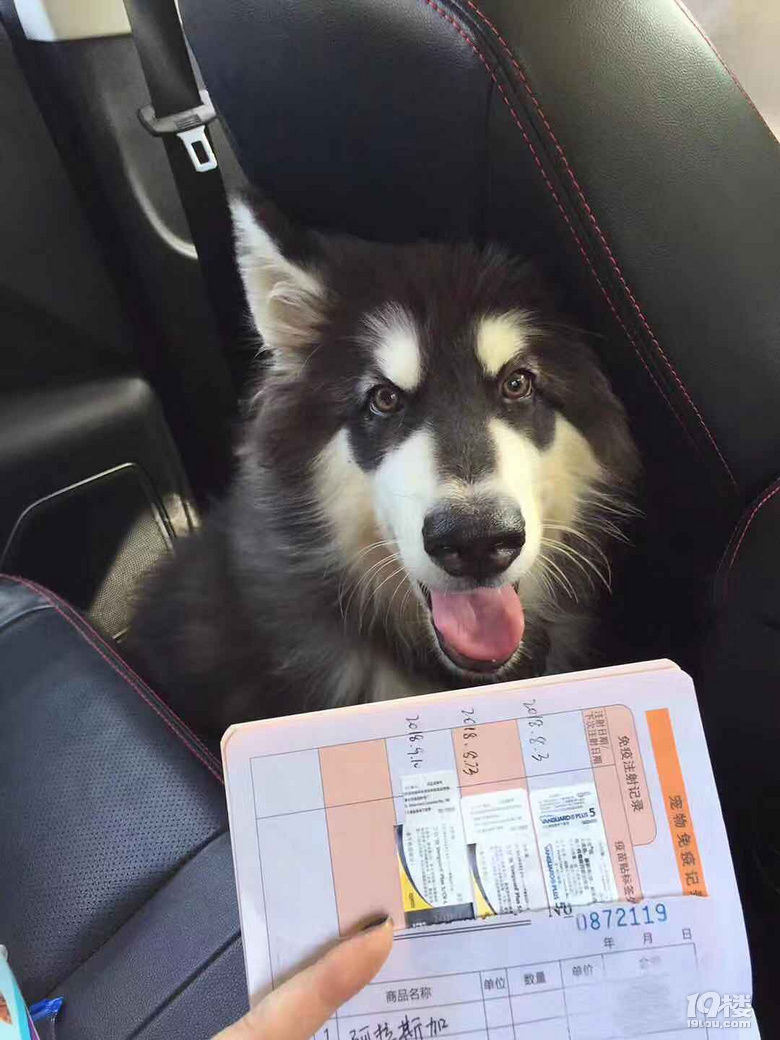 低价!亲自售一条四个月大的阿拉斯加