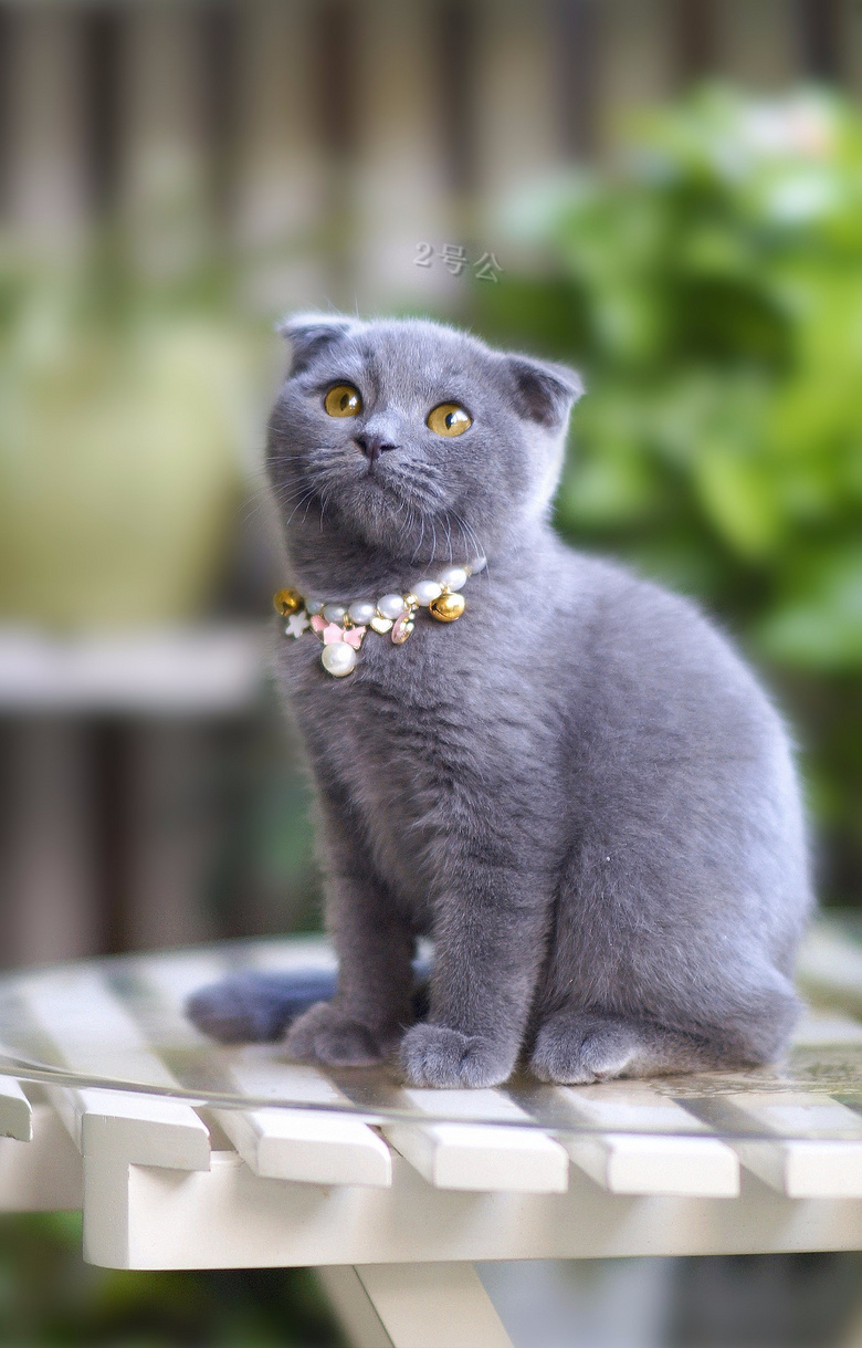 三个半月的杭州本地家养纯种英短 蓝猫