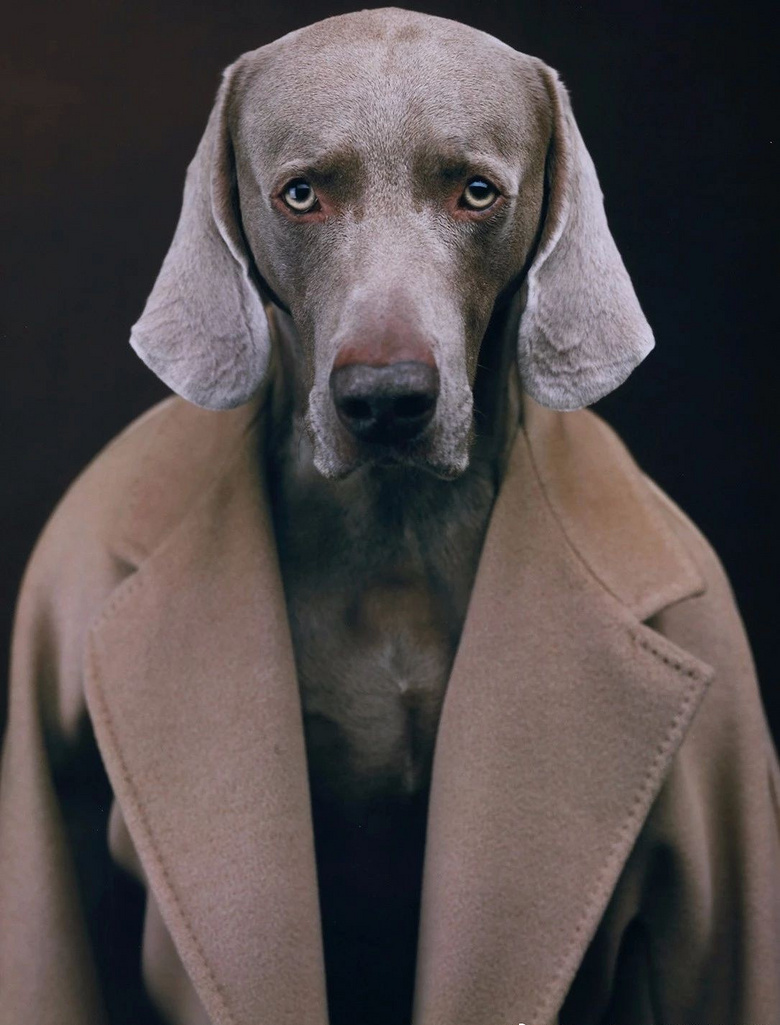 全世界最能妆的狗,我只服你!