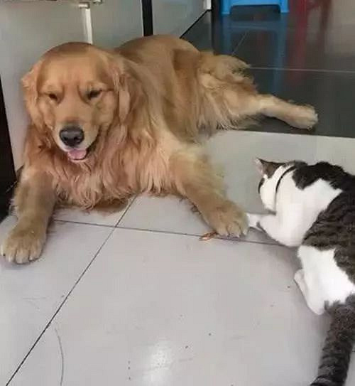 惹狗子生气了?你需要用它来让狗子回血!